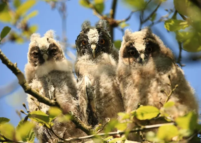 1 Bed In Snaizeholme Oc-ds671 *