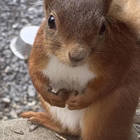 Red Squirrel * Hawes