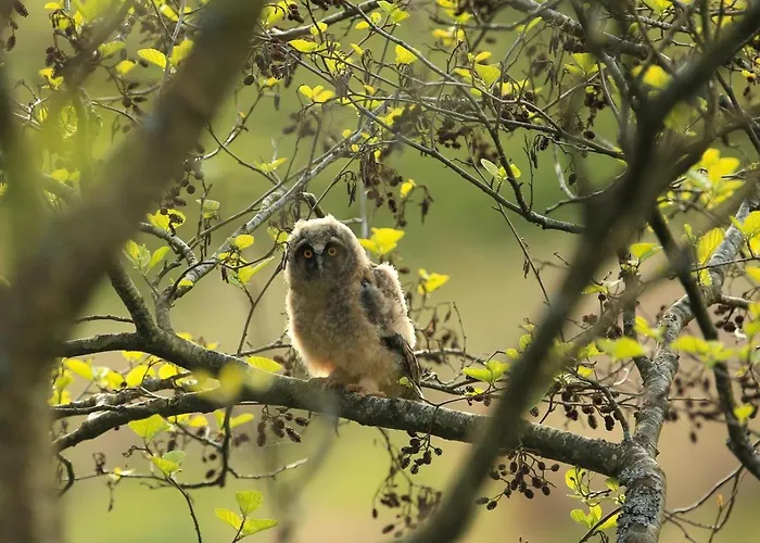 1 Bed In Snaizeholme Oc-ds671